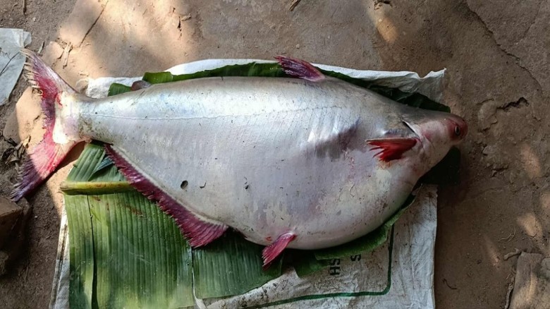পায়রা নদীতে ১৮ কেজির বিশাল পাঙ্গাসে চমক