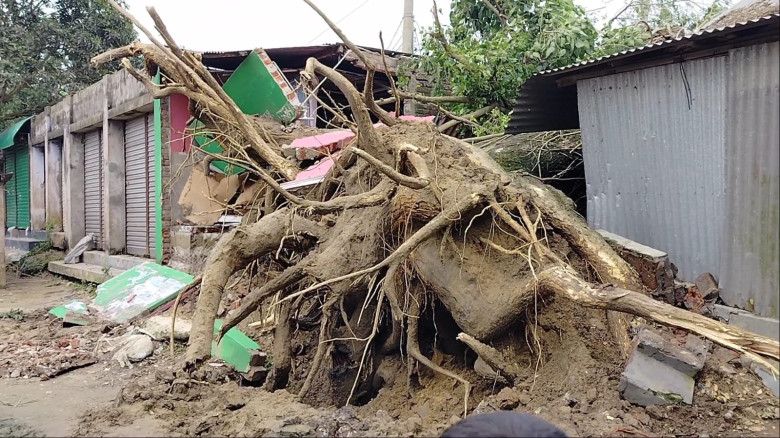 কালিহাতীতে আকস্মিক ঝড়ে গাছ উপড়ে ক্ষতি দোকান-যানবাহনের, বন্ধ সড়ক যোগাযোগ
