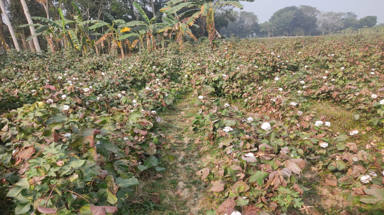 মানহীন তুলা বীজে ক্ষতির আশঙ্কায় ৩ হাজার কৃষক: অসাধু চক্রের কবলে যশোর অঞ্চলের তুলা খাত