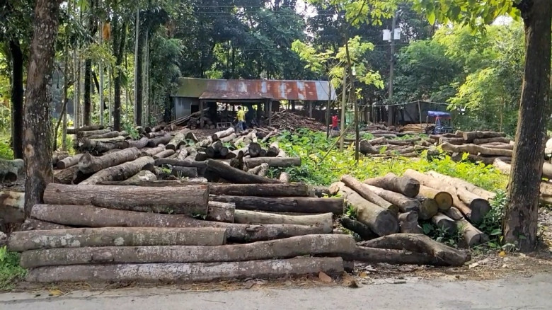 অনুমোদন নেই, নিষেধাজ্ঞা অমান্য করে সুনামগঞ্জের মঙ্গলকাটায় চলছে স-মিল